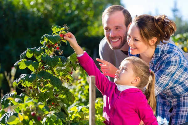 Familie Mit Mutter Vater Und Tochter Pflückt Garten Beeren Vom — Stockfoto