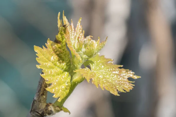 Broto Vitis Vinifera Videira Uva — Fotografia de Stock