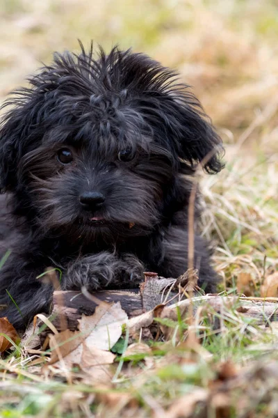 Porträt Eines Süßen Hundes — Stockfoto