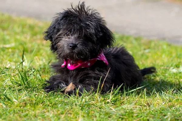 Şirin Bir Köpeğin Portresi — Stok fotoğraf