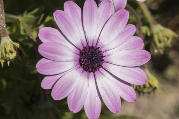 Dimorphotheca Ecklonis Violette Blüte — Stockfoto