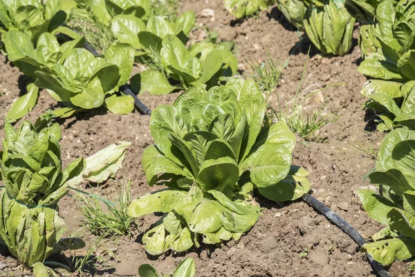 Lettuce Orchard — Stock Photo, Image