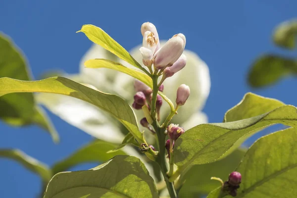 Lkbaharda Limon Çiçeği — Stok fotoğraf