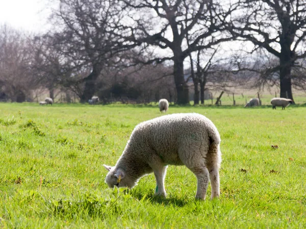 Wilde Schapen Een Veld — Stockfoto