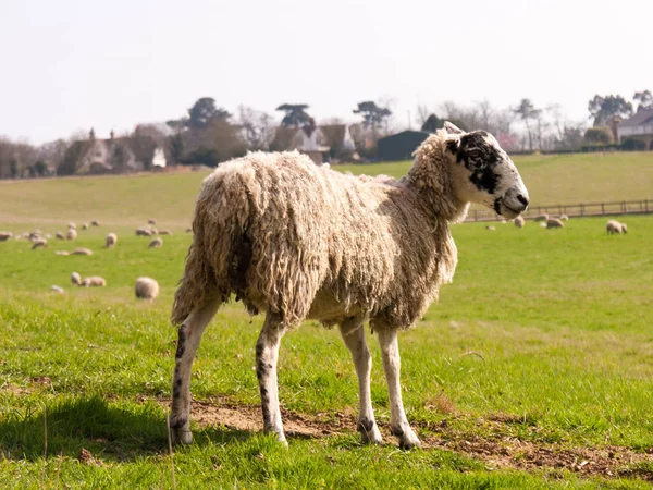 Wilde Schapen Een Veld — Stockfoto