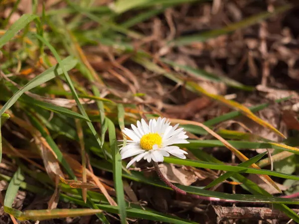 White Daisy Macro High Detail Sonnenlicht Glänzend Und Leuchtend Mit — Stockfoto