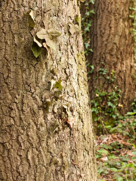 Padrão Textura Duas Árvores Uma Floresta Ther Brown Casca Áspera — Fotografia de Stock
