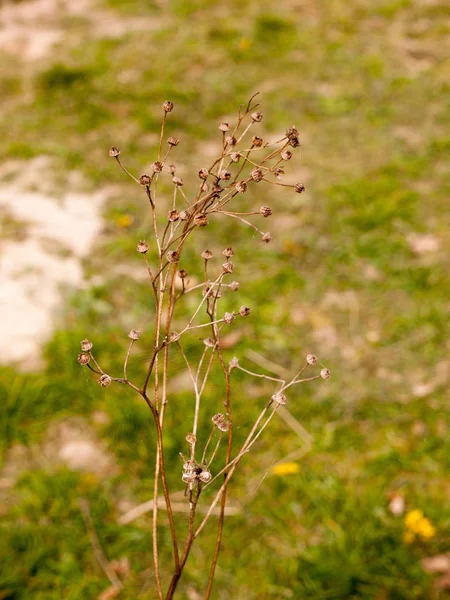 Spindly Dead Σκελετός Του Φυτού Spring Light Macro Γρασίδι Θολούρα — Φωτογραφία Αρχείου