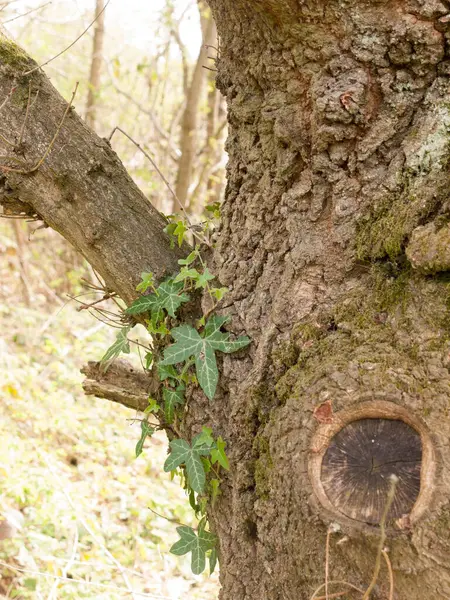 Macro Tiro Casca Árvore Luz Primavera Verão Com Folhas Penduradas — Fotografia de Stock