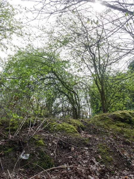 Lush Green Trees Small Hill Forest — Stock Photo, Image