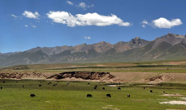 Grasland Met Yaks Het Plateau Van Tibet — Stockfoto