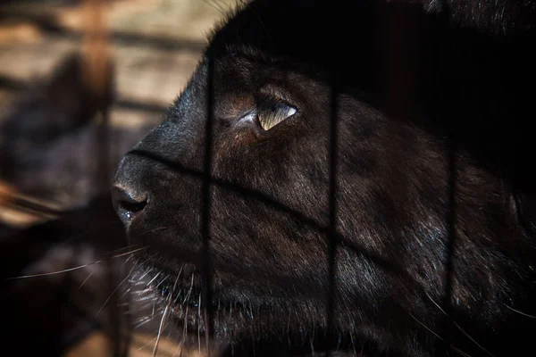 Állatkert Baba Fekete Puma Portréja — Stock Fotó