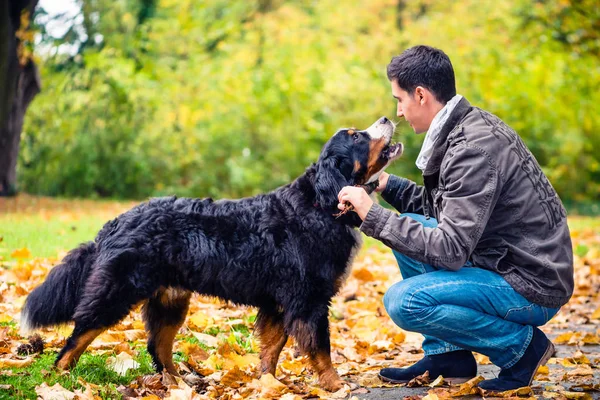 Adam Köpeğine Sopa Fırlatıyor — Stok fotoğraf