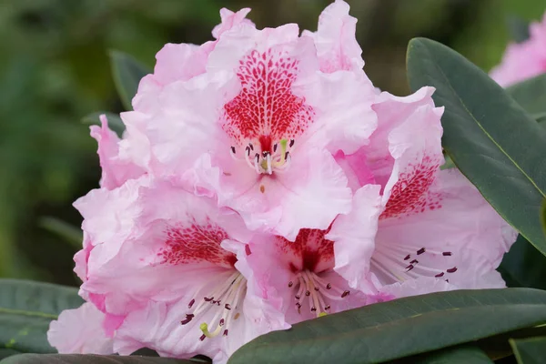 Rododendro Kromlauer Parkperle Araldo Della Primavera Fiore Dei Giardini — Foto Stock