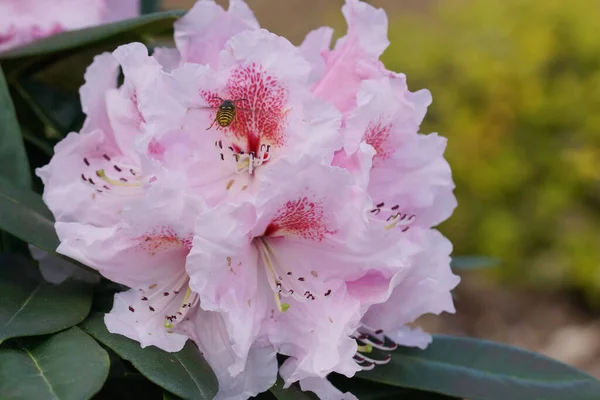 Rhododendron Kromlauer Parkperle Baharın Habercisi Bahçelerin Çiçeği — Stok fotoğraf
