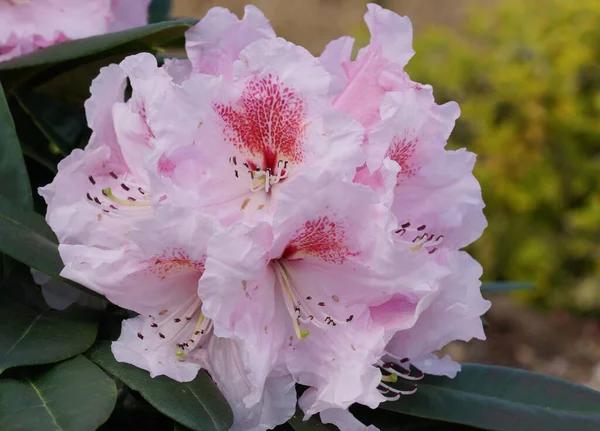 Rododendro Kromlauer Parkperle Araldo Della Primavera Fiore Dei Giardini — Foto Stock