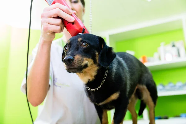 Donna Sta Tosando Cane Nel Salone Toelettatura Degli Animali Domestici — Foto Stock