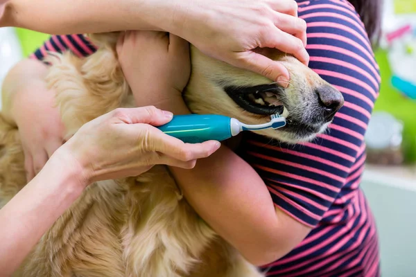 Grande Cane Ottenere Cure Dentali Donna Salone Cane — Foto Stock
