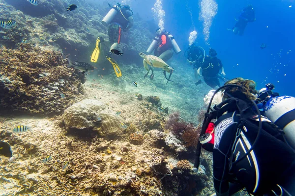 ダイバースキューバダイビングウミガメや魚を水中で見て — ストック写真