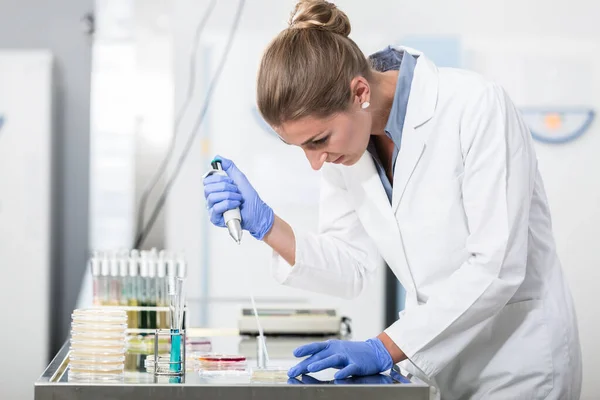 Research Operator Preparing Samples Petri Dishes — Stock Photo, Image