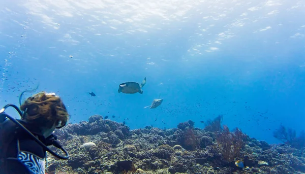 Immersioni Turistiche Alla Barriera Corallina Guardare Tartaruga Marina Verde — Foto Stock