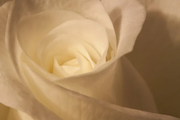 Gros Plan Une Fleur Rose Blanche — Photo