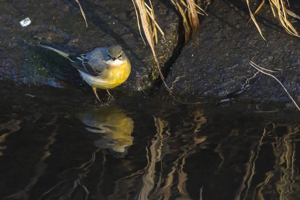 Wagtail Cinza Procura Comida Banco Fluxo — Fotografia de Stock