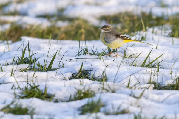 Gray Wagtail Snowy Meadow — 스톡 사진