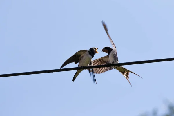 Genç Kırlangıçlar Beslenir — Stok fotoğraf