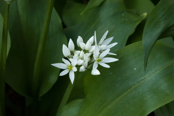 Лепестки Белых Цветов Весенняя Летняя Флора — стоковое фото