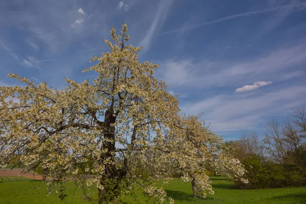 Virágzó Fák Gyümölcsös Réteken — Stock Fotó