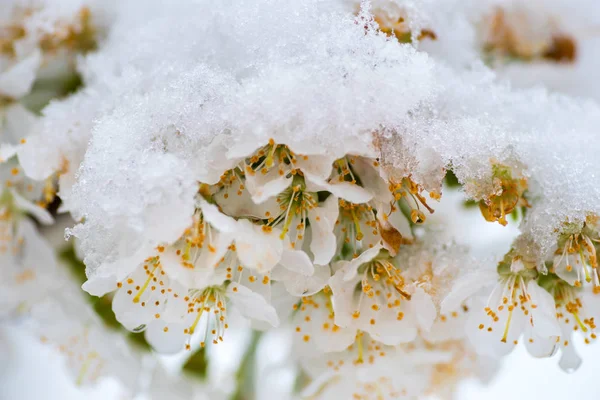 Kirschblüte Blumen Auf Ästen Frühling — Stockfoto