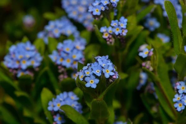 Esquece Não Jardim Frente — Fotografia de Stock