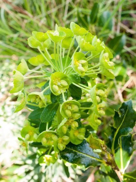Piękny Bujny Zielony Bukiet Pąków Kwiatowych Otwierających Się Wiosną — Zdjęcie stockowe