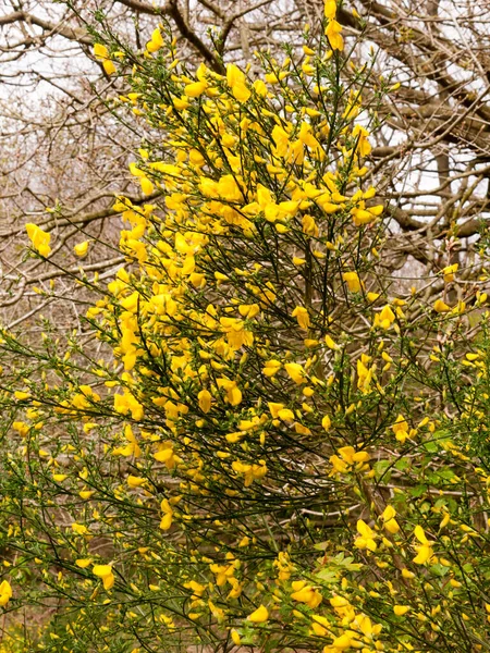 Beautiful Yellow Gorse Plant Spring Light — Stock Photo, Image
