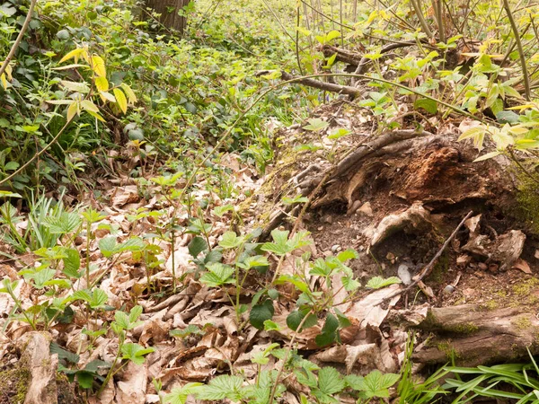 Пень Дерева Лісовій Підлозі Переростанням — стокове фото