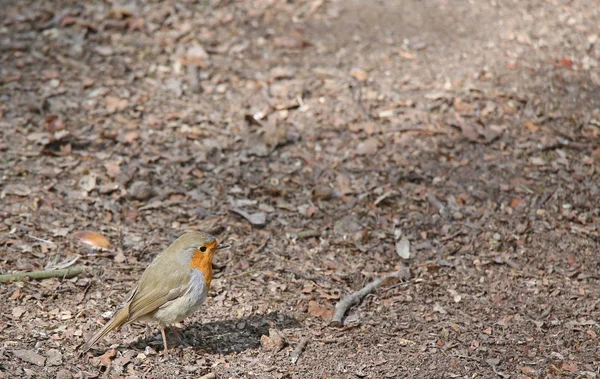 4月在森林地面上的知更鸟 Robin Erithacus Rubecula — 图库照片