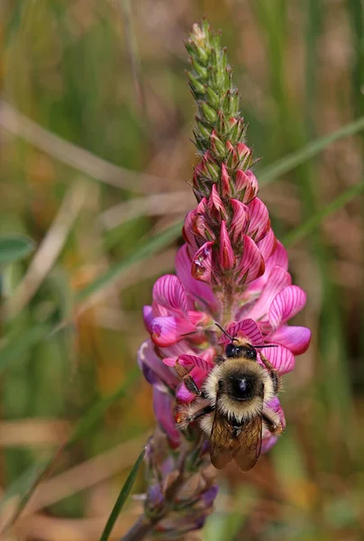 Rainha Madeira Bumblebee Bombus Sylvarum Sainfoin — Fotografia de Stock
