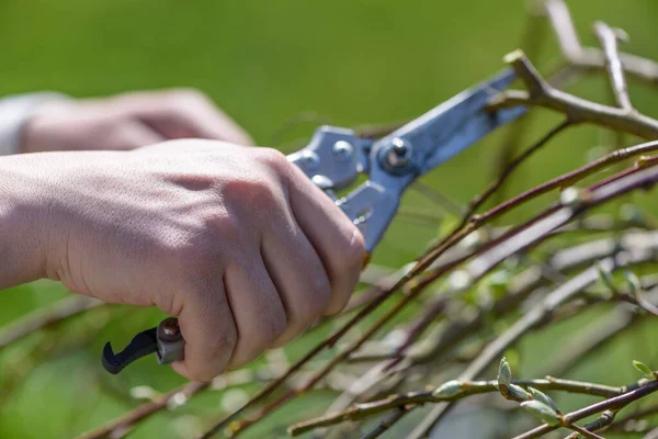 Close View Two Hands Using Trimmer Trim Tree Spring — Stockfoto