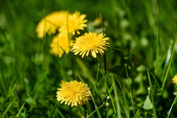 Baharda Sarı Karahindiba Çiçeğine Yaklaş — Stok fotoğraf