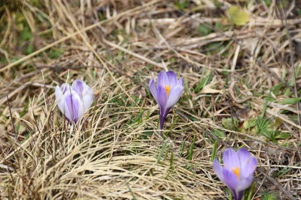 Вид Красиві Весняні Квіти — стокове фото