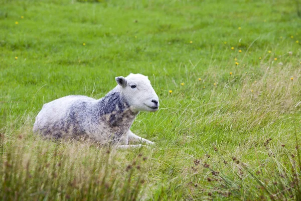 Schafe Entspannen Auf Dem Feld — Stockfoto