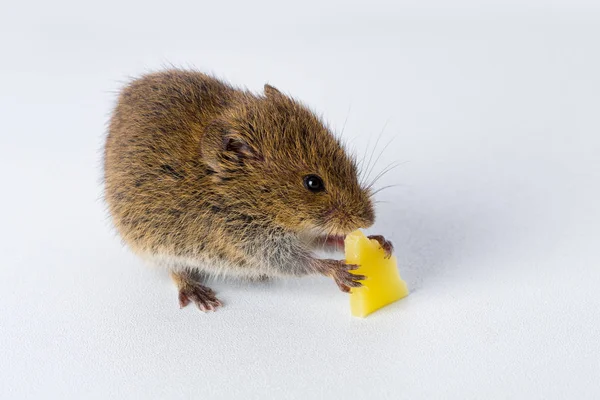 small animal, field mouse