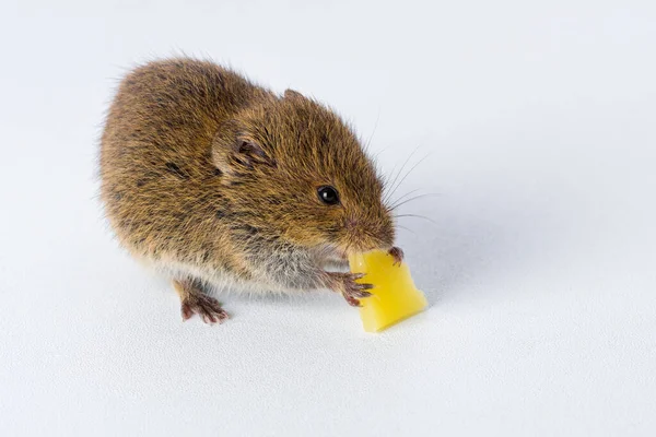 small animal, field mouse