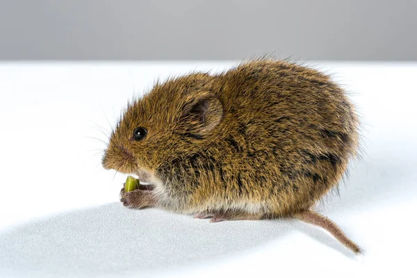 Veldmuis Blanco Witte Tafel Die Een Noot Eet — Stockfoto