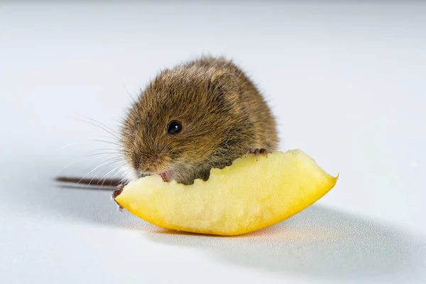 Zamknij Się Brązowym Polu Myszy Jedząc Kawałek Brzoskwini Izolowane Białym — Zdjęcie stockowe