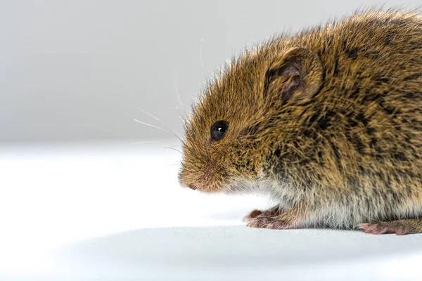 Małe Zwierzę Mysz Polna — Zdjęcie stockowe