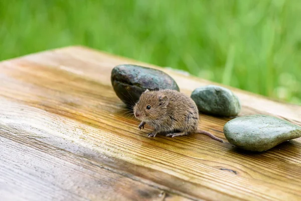 Ratón Campo Sentado Tablero Madera Jardín Olfateando —  Fotos de Stock