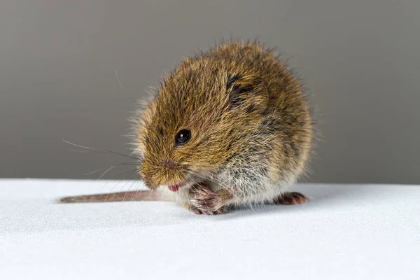 Närbild Vilda Bruna Fältet Musen Visar Sin Tunga — Stockfoto