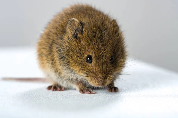 Małe Zwierzę Mysz Polna — Zdjęcie stockowe